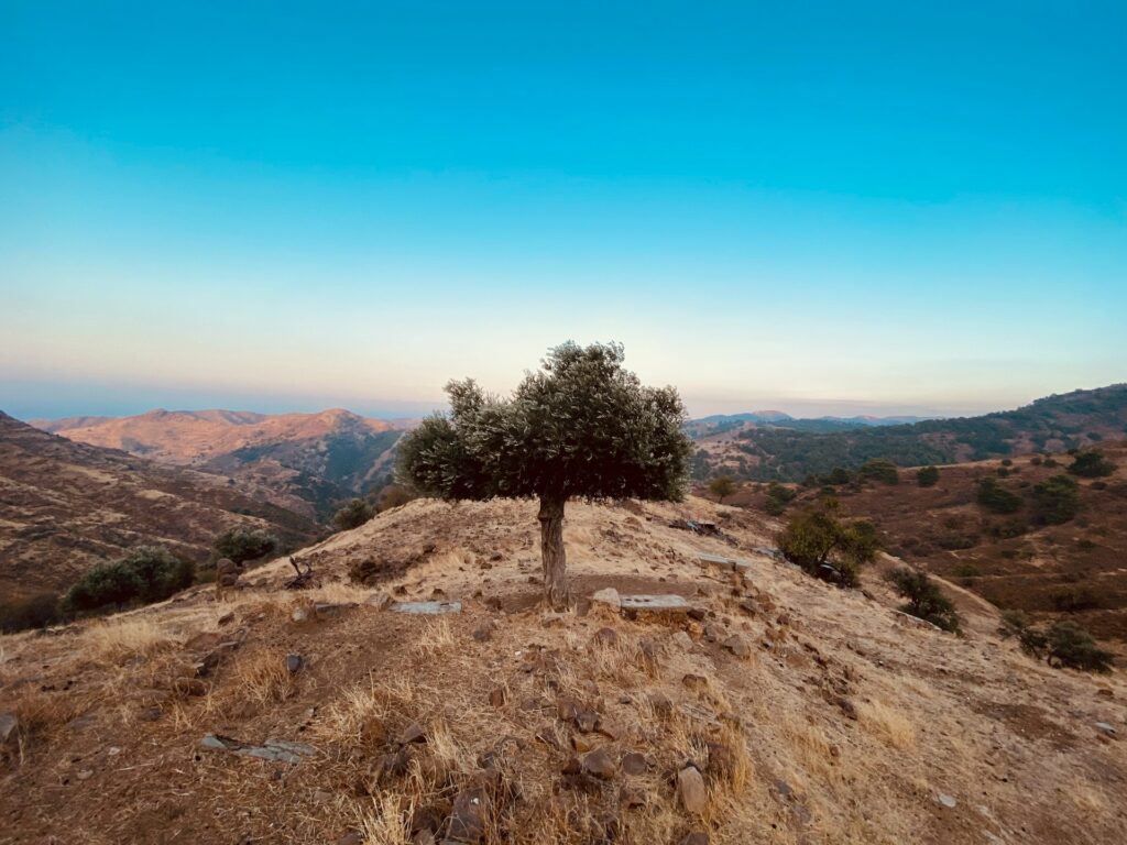 Eenzame boom langs de weg van Cyprus.